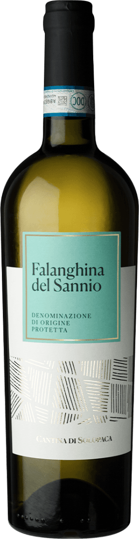 Het label is minimalistisch met een turquoise rechthoek waarin de naam 'Falanghina del Sannio' en andere teksten staan. Onder de tekst is een patroon van gouden lijnen afgebeeld op een witte achtergrond.